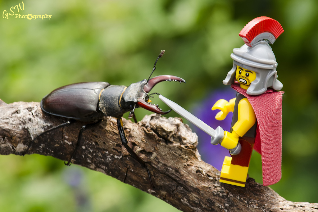 Brick Pic of the Day: National Wildlife Day